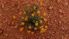Euryops dregeanus