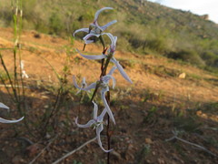 Disa biflora