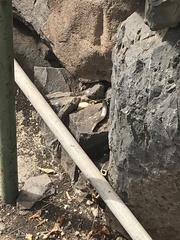 Chalcides coeruleopunctatus