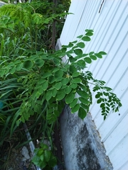 Moringa oleifera