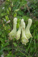 Aconitum lycoctonum