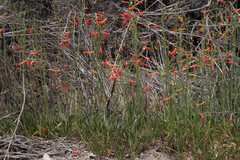 Penstemon labrosus