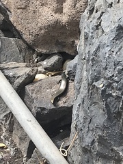 Chalcides coeruleopunctatus