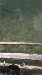 Catostomus catostomus