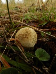 Lycoperdon scabrum