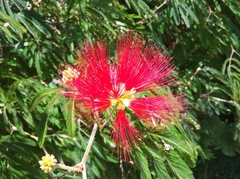 Calliandra