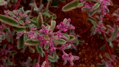 Aizoon sarcophyllum
