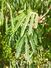 Calliandra