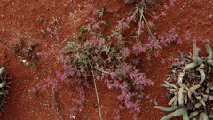 Aizoon sarcophyllum