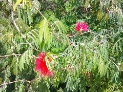 Calliandra