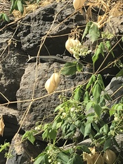 Gallotia caesaris gomerae