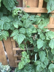 Rubus × loganobaccus