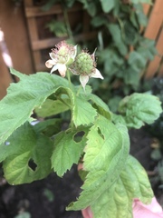 Rubus × loganobaccus