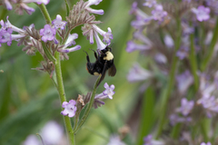 Bombus crotchii