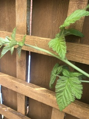 Rubus × loganobaccus