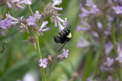 Bombus crotchii