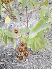 Cistus populifolius