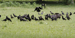 Corvus splendens