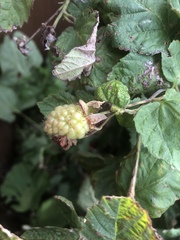 Rubus × loganobaccus