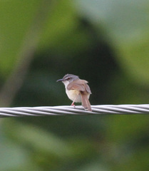 Prinia rufescens