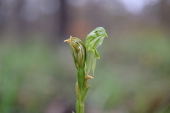 Pterostylis smaragdyna