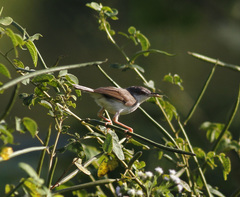 Prinia rufescens