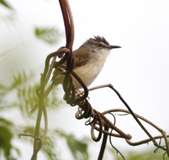 Prinia rufescens
