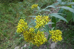 Senecio ovatus alpestris