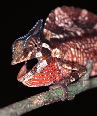 Trioceros cristatus