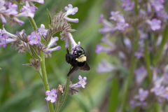 Bombus crotchii