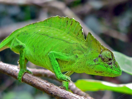 Crested Chameleon, Trioceros cristatus