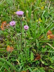 Erigeron uniflorus