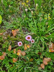 Erigeron uniflorus