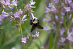 Bombus crotchii