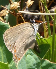 Satyrium titus immaculosus