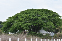 Enterolobium cyclocarpum