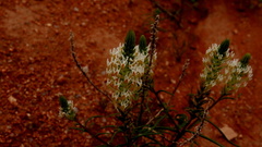 Hebenstretia parviflora