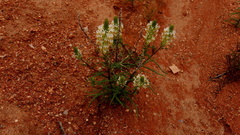 Hebenstretia parviflora