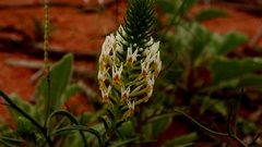 Hebenstretia parviflora