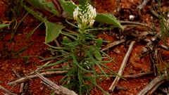 Hebenstretia parviflora