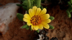Gorteria alienata