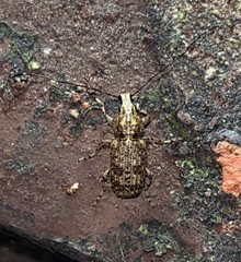 Meconemus infuscatus