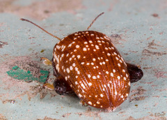 Asiophrida scaphoides