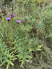 Cirsium serratuloides