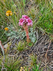 Sempervivum pumilum