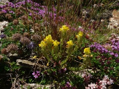Linaria saxatilis