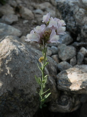 Linaria nivea