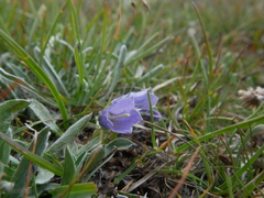 Campanula alpina