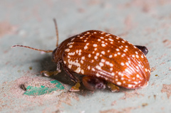 Asiophrida scaphoides