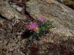 Jurinea humilis